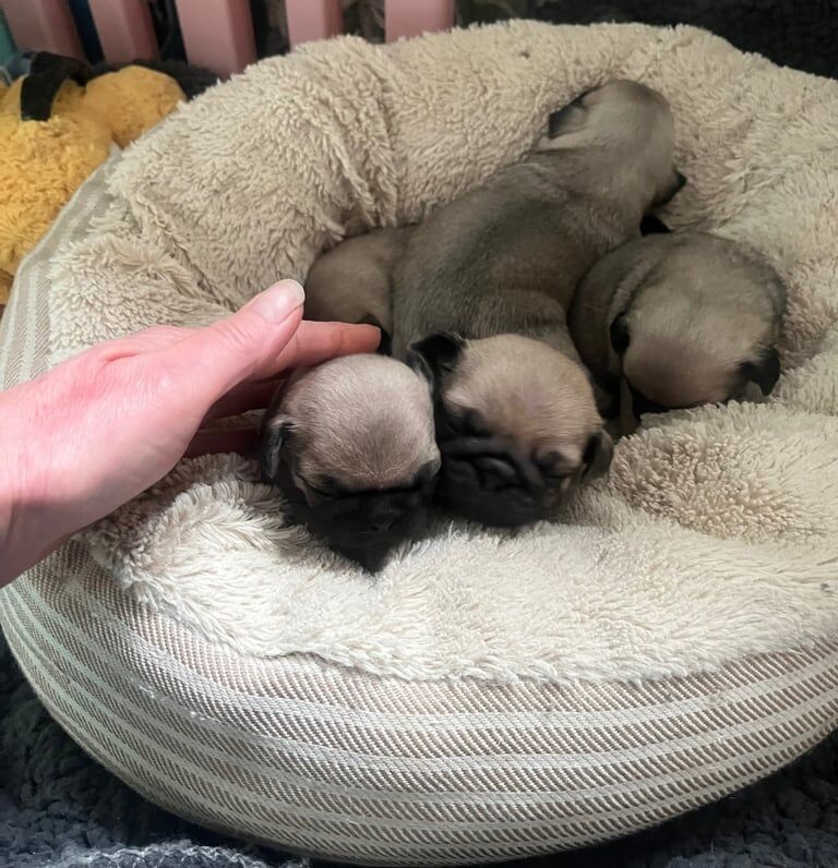 Pug Puppies Available to Reserve Boy, Girl Pugs in traditional Fawn for sale in Bournemouth, Dorset - Image 2