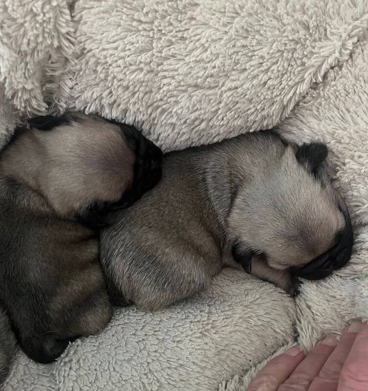 Pug Puppies Available to Reserve Boy, Girl Pugs in traditional Fawn for sale in Bournemouth, Dorset - Image 3