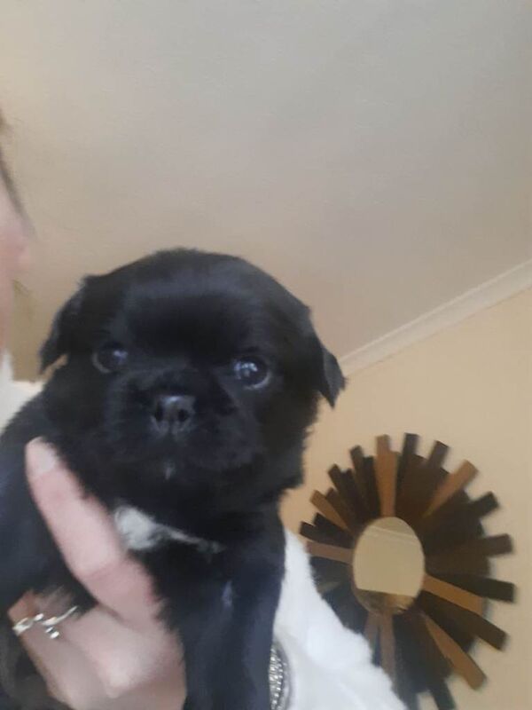 Pug puppies for sale in Dumfries, Dumfries And Galloway – 3 weeks old