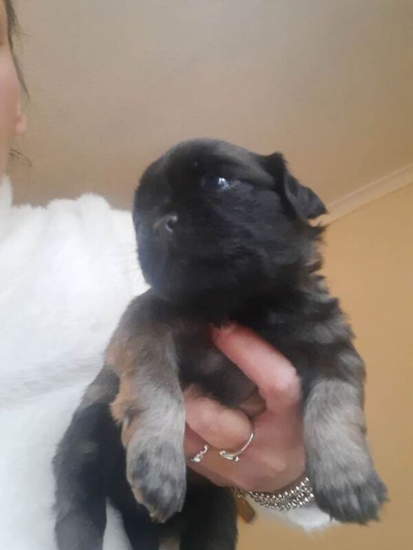 Pug puppies for sale in Dumfries, Dumfries And Galloway – 3 weeks old - Image 2 of 4