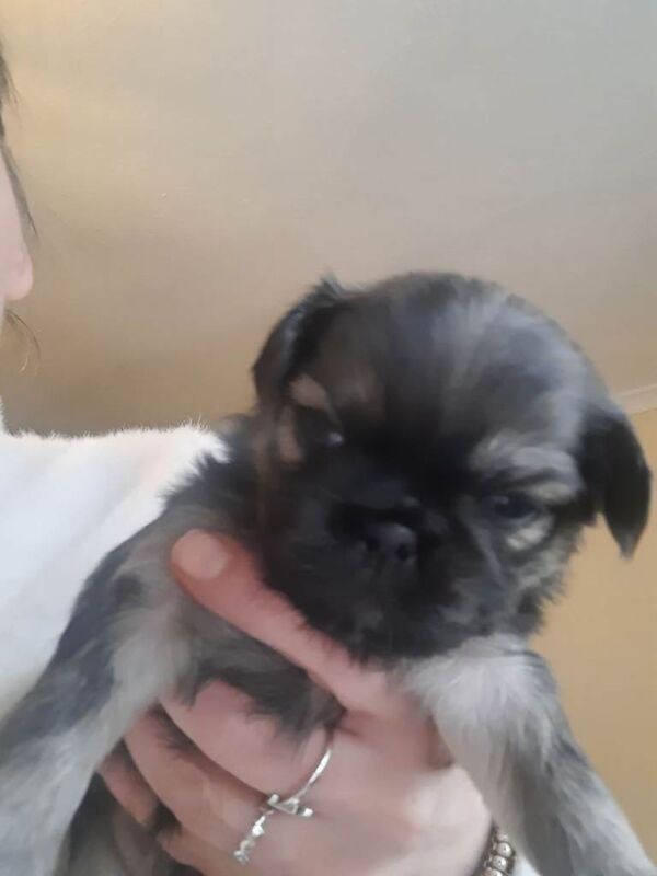 Pug puppies for sale in Dumfries, Dumfries And Galloway – 3 weeks old - Image 4 of 4