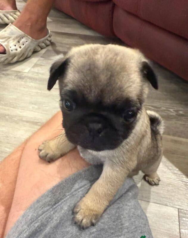 Pug puppies for sale in Ayr, Ayrshire and Arran – 8 weeks old
