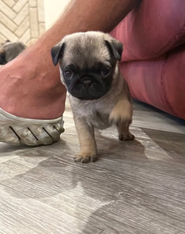 Pug puppies for sale in Ayr, Ayrshire and Arran – 8 weeks old - Image 2 of 3