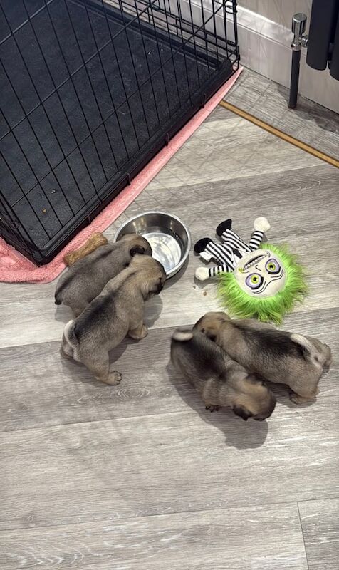Pug puppies for sale in Ayr, Ayrshire and Arran – 8 weeks old - Image 3 of 3