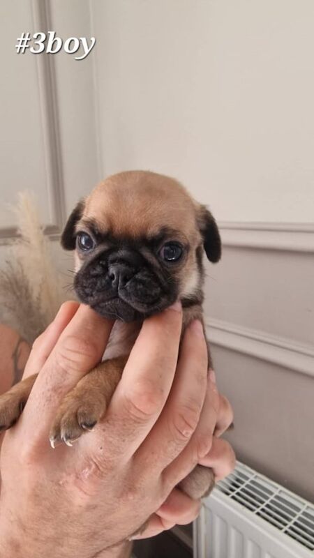 Pug puppies for sale in Londonderry, County Londonderry – 11 months old - Image 2 of 3
