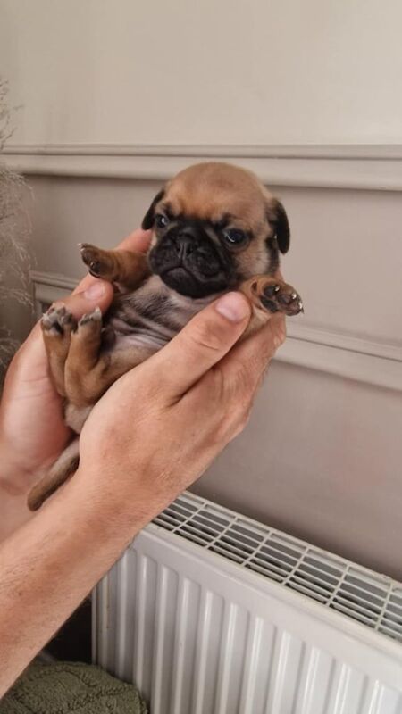 Pug puppies for sale in Londonderry, County Londonderry – 11 months old - Image 3 of 3