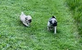 Pug puppies for sale in Keighley, West Yorkshire – 8 weeks old - Image 1 of 3