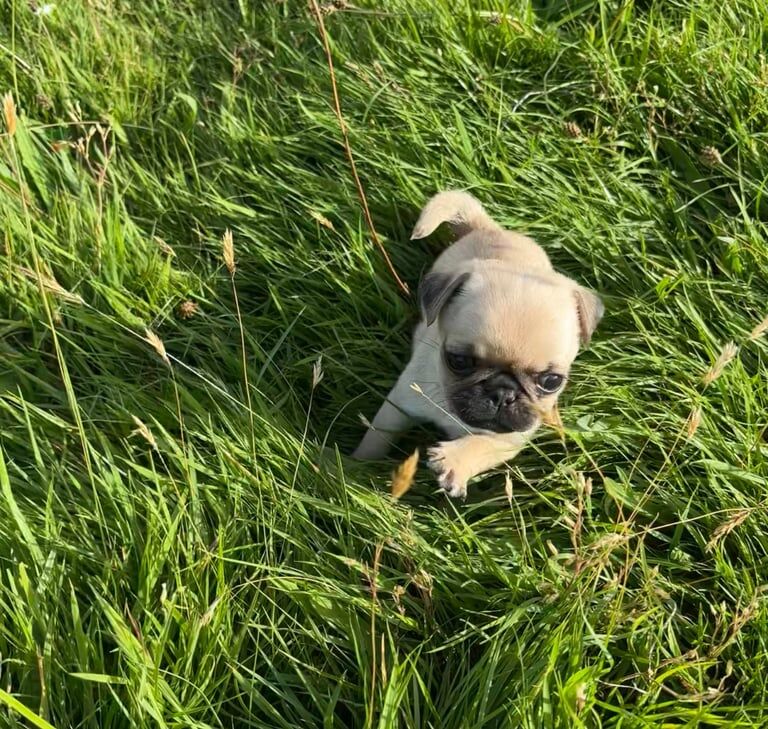 Pug puppies for sale in Keighley, West Yorkshire – 8 weeks old - Image 2 of 3