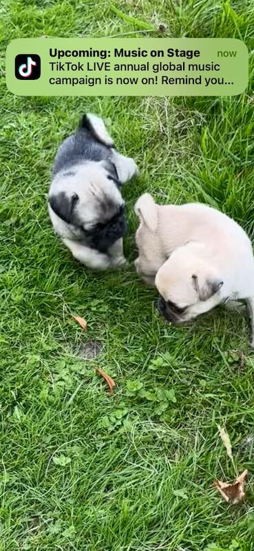 Pug puppies for sale in Keighley, West Yorkshire – 8 weeks old - Image 3 of 3