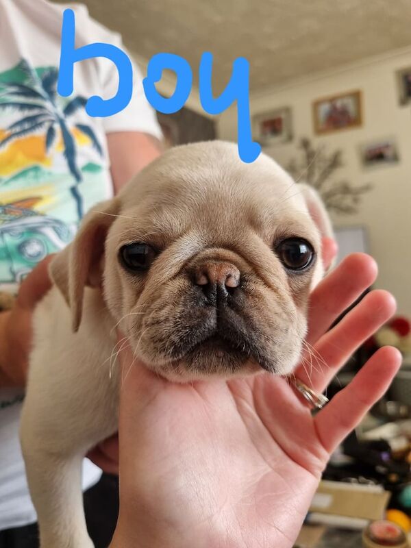 Pug puppies for sale in Wisbech, Cambridgeshire – KC registered, 8 weeks old