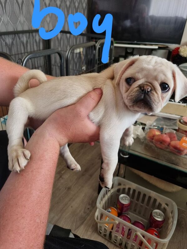 Pug puppies for sale in Wisbech, Cambridgeshire – KC registered, 8 weeks old - Image 2 of 3