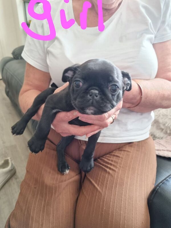Pug puppies for sale in Wisbech, Cambridgeshire – KC registered, 8 weeks old - Image 3 of 3
