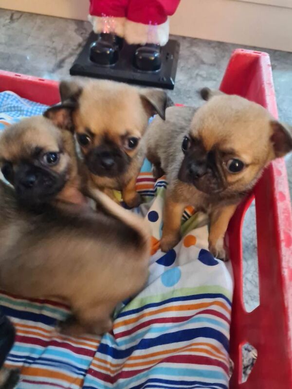 Pug puppies for sale in Dungannon, County Tyrone – 8 weeks old