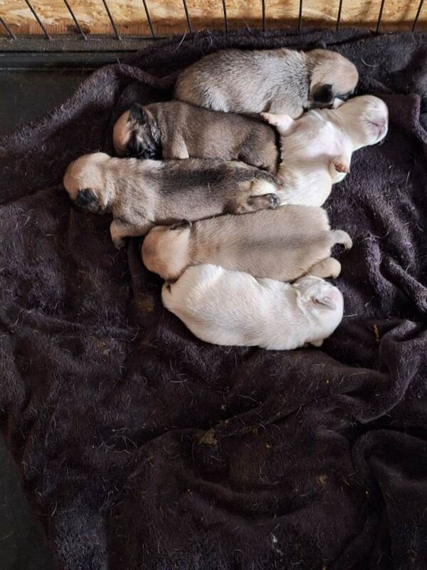 Pug puppies for sale