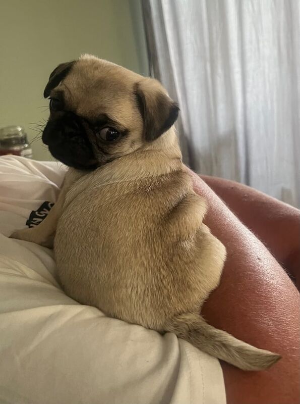 Pug Puppies Girl, Boy Pug Pups Ready 10th May for sale in Bournemouth, Dorset - Image 2
