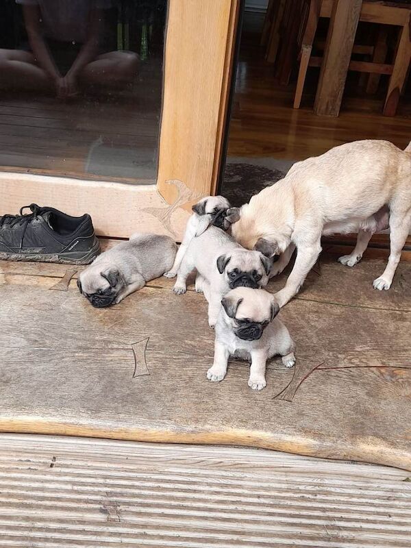 Pug Puppies For Sale Under £1,000
