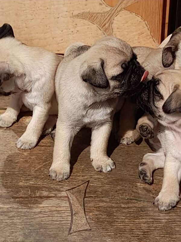 Pug puppies ready now 4 boys - Image 2 of 4