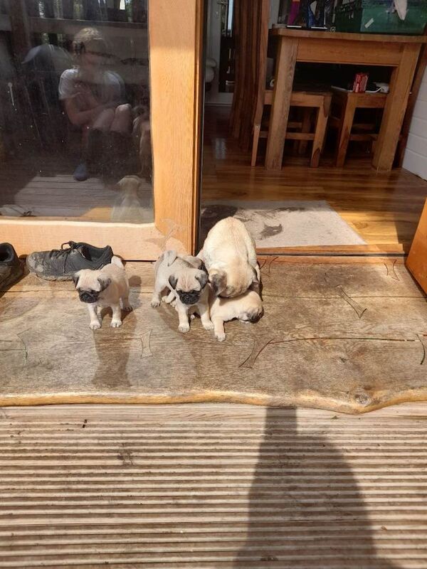 Pug puppies ready now 4 boys - Image 3 of 4