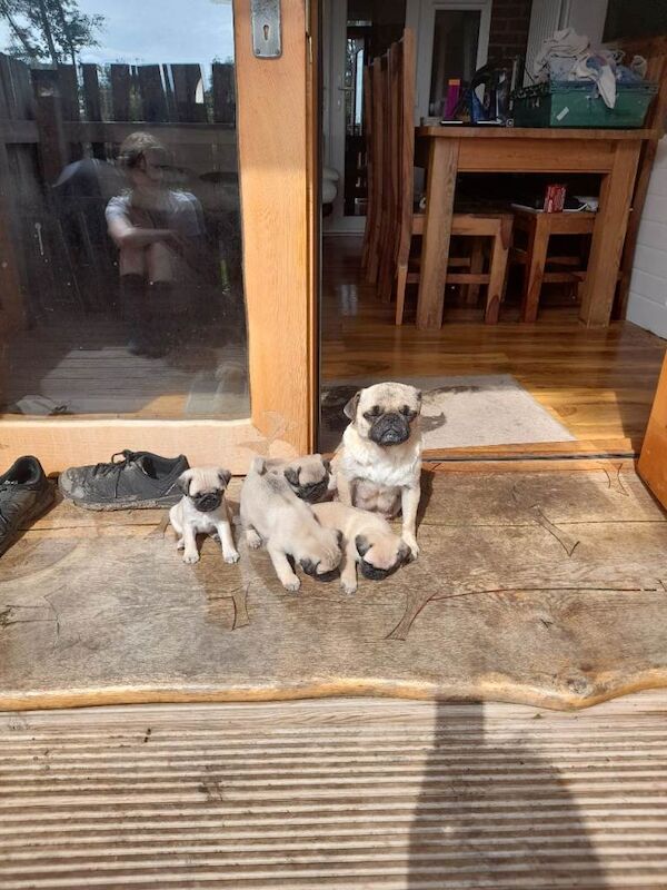 Pug puppies ready now 4 boys - Image 4 of 4