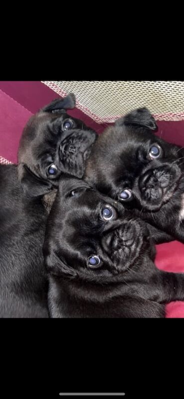 pug puppies ready to leave 21/04/2025 for sale in Sunderland, Tyne and Wear
