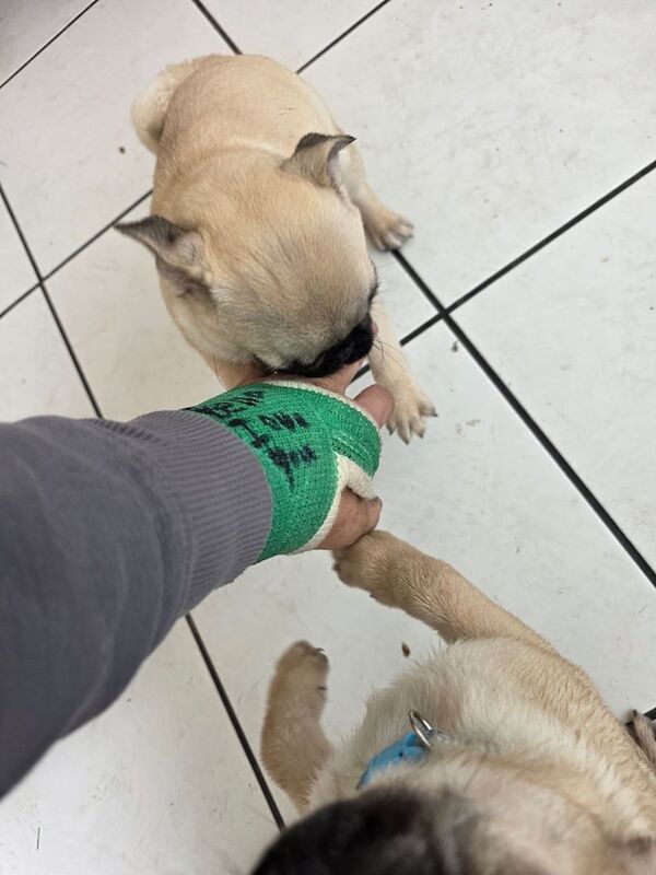 Pug puppies for sale in Llandovery / Llanymddyfri, Dyfed – KC registered, 3 months old