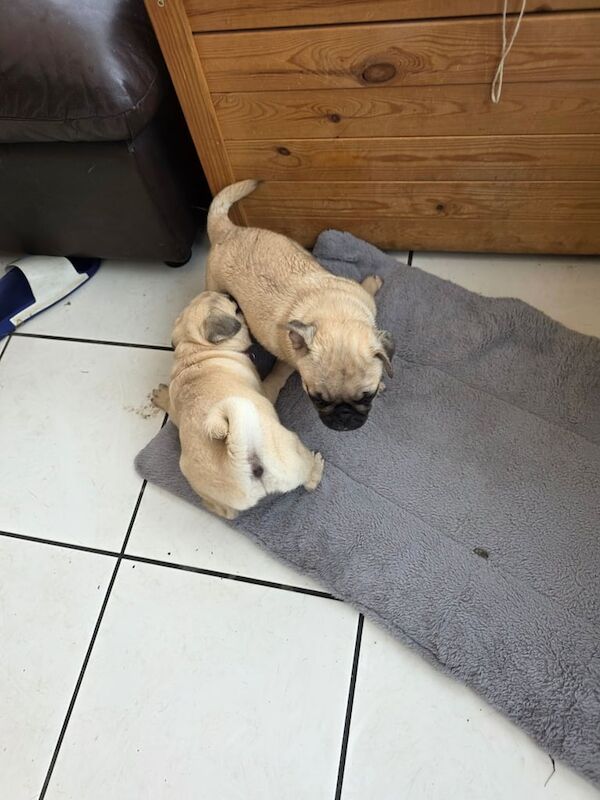 Pug puppies for sale in Llandovery / Llanymddyfri, Dyfed – KC registered, 3 months old - Image 2 of 3