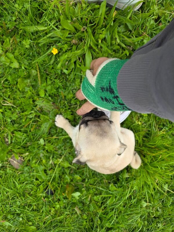 Pug puppies for sale in Llandovery / Llanymddyfri, Dyfed – KC registered, 3 months old - Image 3 of 3
