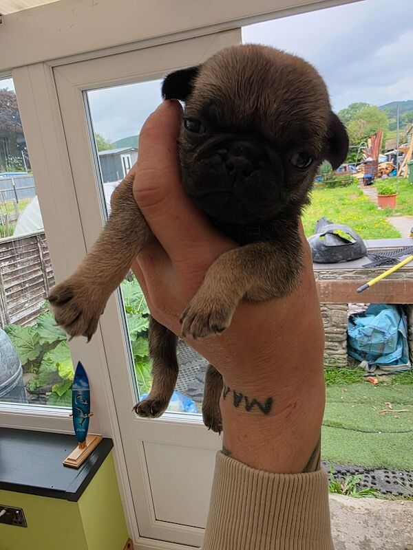 Pug puppies SUPER RARE SILVER/SILVER FAWN for sale in Llandovery / Llanymddyfri, Dyfed