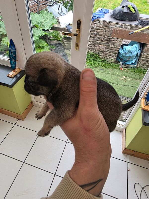 Pug puppies SUPER RARE SILVER/SILVER FAWN for sale in Llandovery / Llanymddyfri, Dyfed | Image 2