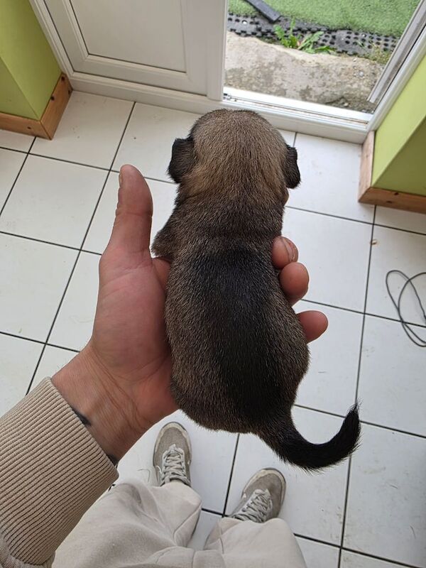 Pug puppies SUPER RARE SILVER/SILVER FAWN for sale in Llandovery / Llanymddyfri, Dyfed | Image 3