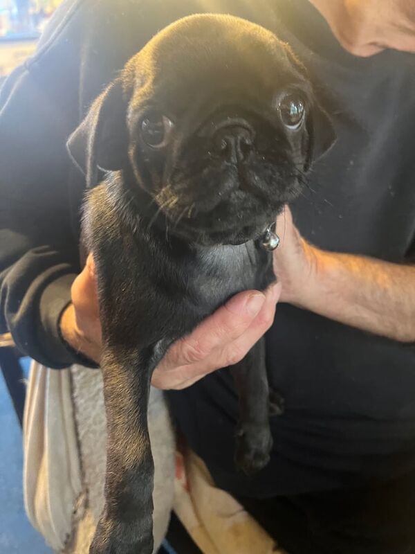 Pug puppies for sale in Wilmslow, Cheshire – 9 weeks old