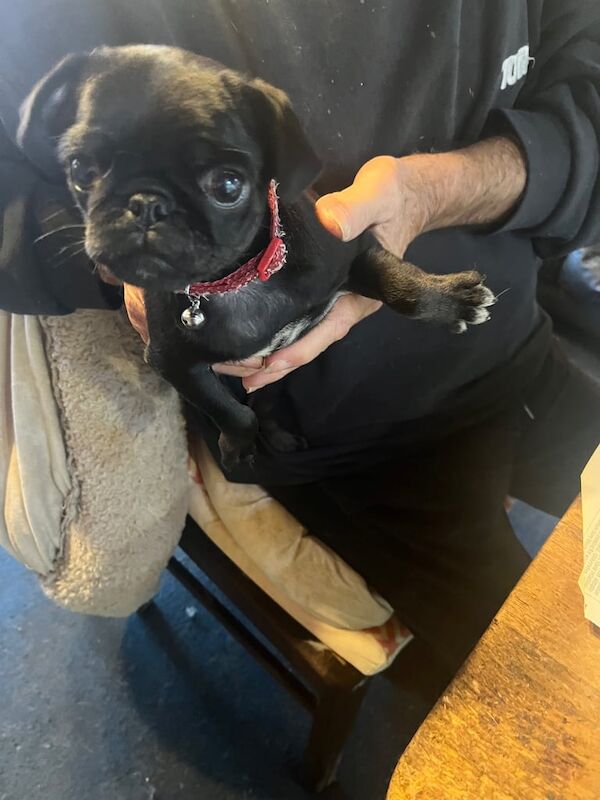 Pug puppies for sale in Wilmslow, Cheshire – 9 weeks old - Image 2 of 3