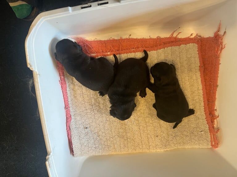 Pug puppies for sale in Wilmslow, Cheshire – 9 weeks old - Image 3 of 3