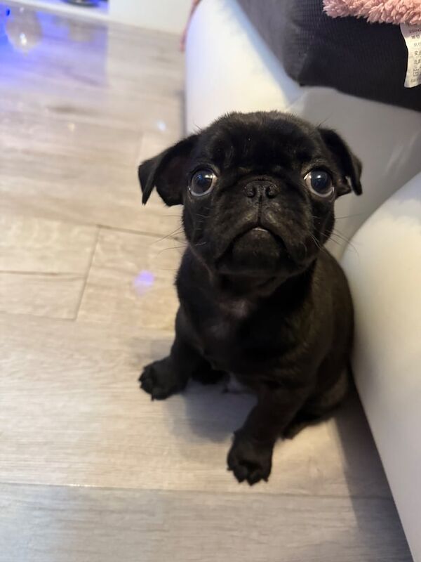 Pug puppy for sale in Wakefield, West Yorkshire