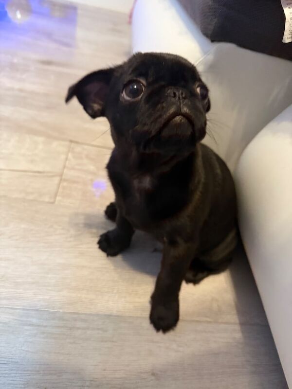 Pug puppy for sale in Wakefield, West Yorkshire | Image 3