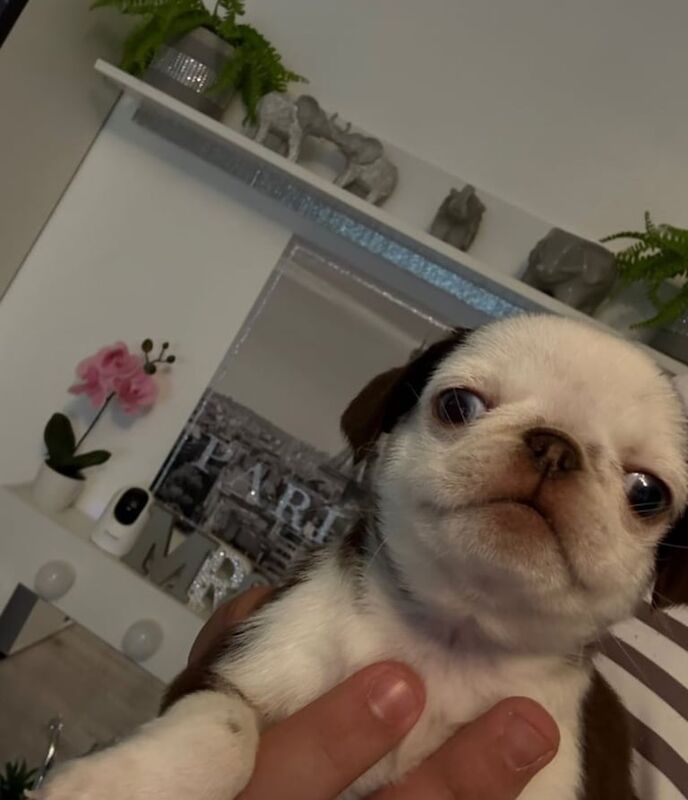 Pug puppy for sale in Wakefield, West Yorkshire