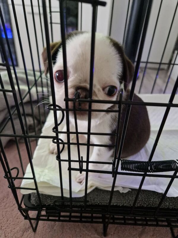 Pug puppy for sale in Wakefield, West Yorkshire | Image 2