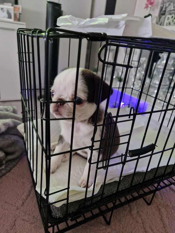 Pug puppy for sale in Wakefield, West Yorkshire | Image 3