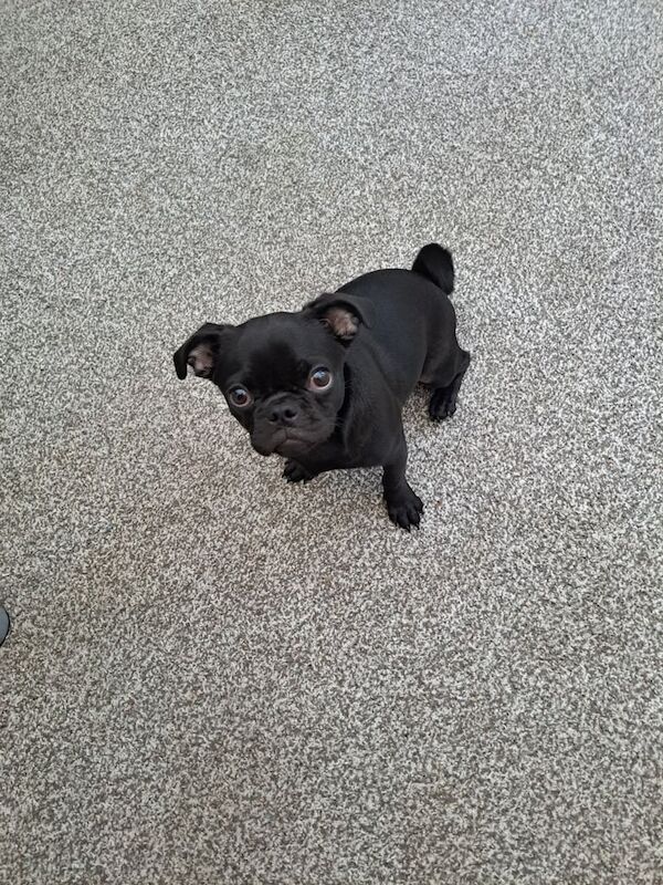 Pug puppies for sale in Stockport, Greater Manchester – 6 months old