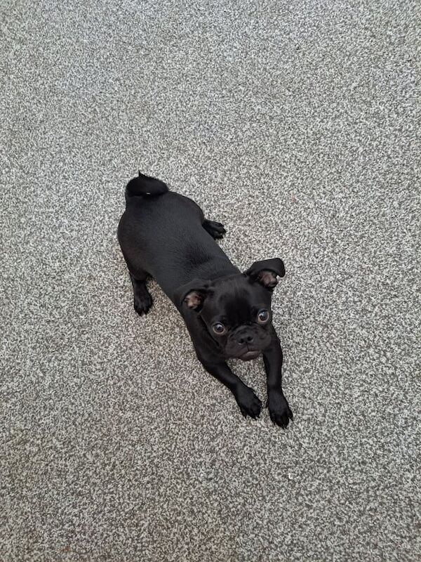 Pug puppies for sale in Stockport, Greater Manchester – 6 months old - Image 2 of 2