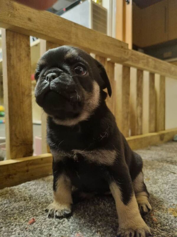 Pug puppies for sale in Bradford, West Yorkshire – 6 weeks old