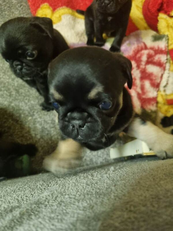 Pug puppies for sale in Bradford, West Yorkshire – 3 months old - Image 2 of 6
