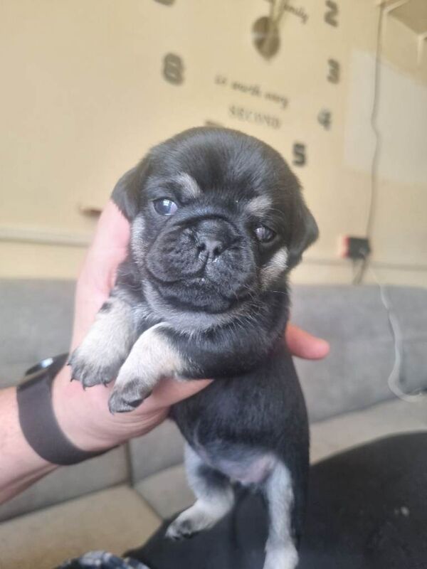 Pug puppies for sale in Bradford, West Yorkshire – 3 months old - Image 3 of 6