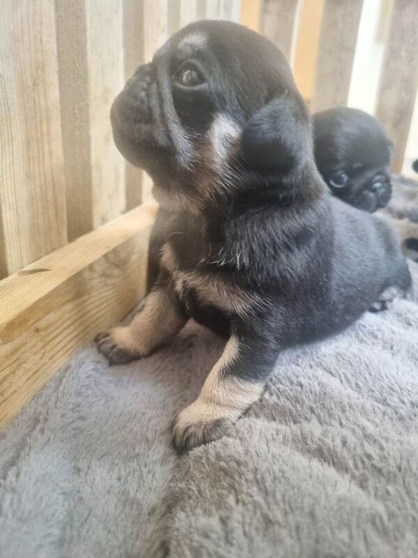 Pug puppies for sale in Bradford, West Yorkshire – 3 months old - Image 4 of 6