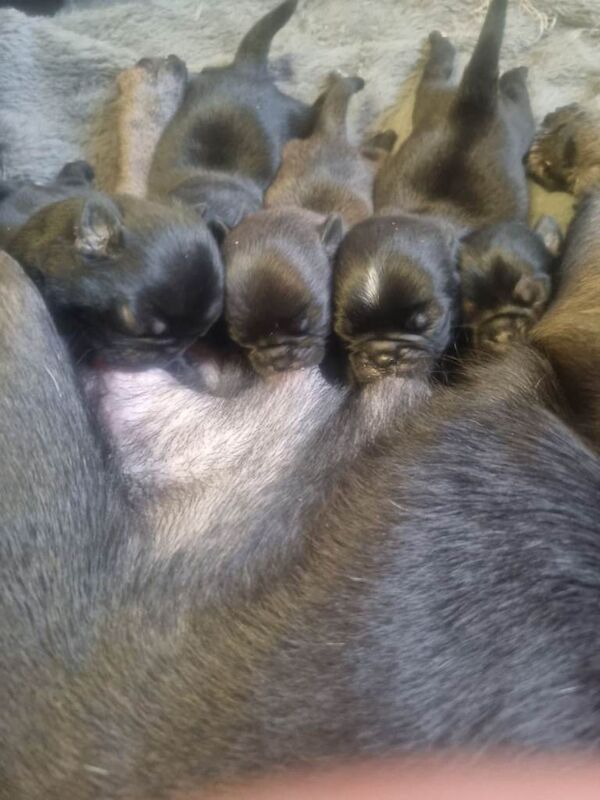 Pug puppies for sale in Bradford, West Yorkshire – 3 months old - Image 5 of 6