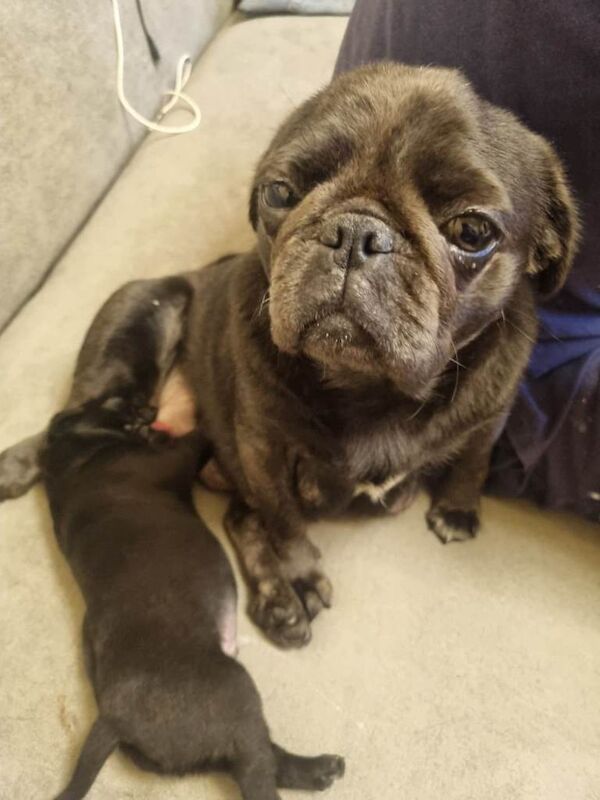 Pug puppies for sale in Bradford, West Yorkshire – 3 months old - Image 6 of 6