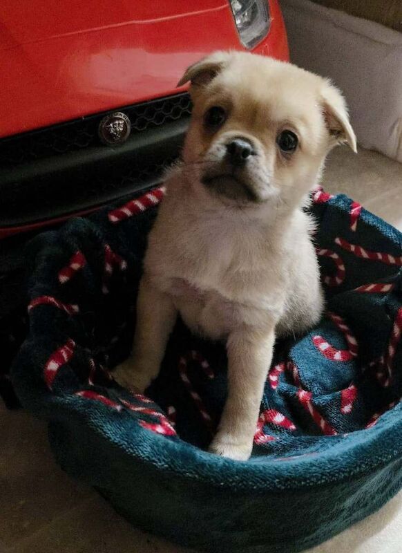 Pug puppies for sale in Enniskillen, County Fermanagh – 10 weeks old