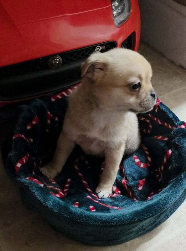 Pug puppies for sale in Enniskillen, County Fermanagh – 10 weeks old - Image 2 of 4