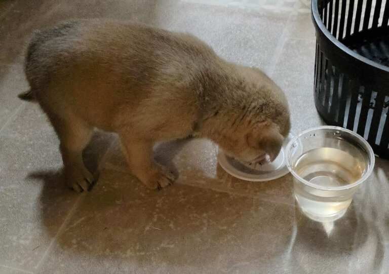 Pug puppies for sale in Enniskillen, County Fermanagh – 10 weeks old - Image 4 of 4