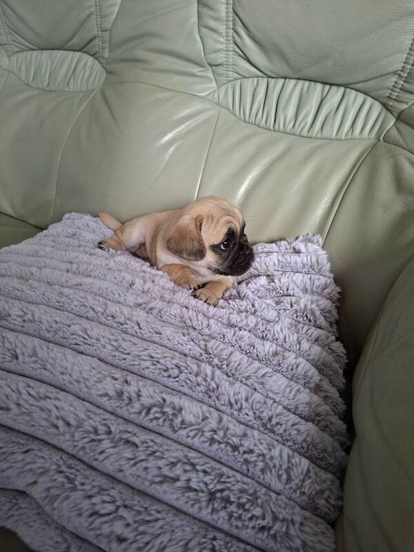 Pug puppy